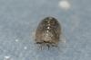 Armadillidium vulgare
